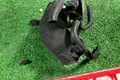 Патрубок воздушного фильтра Mazda 3 BK ХЭТЧ Z6 2009 (б/у) — фото 8